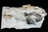 Calymene Trilobite & Brachiopods - Waldron Shale #137693-2